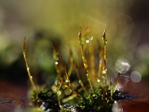 Close, blades, mosses, lichens
