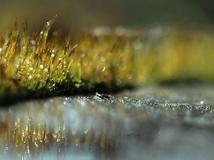 Close, Bokeh, mosses, blades