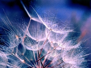 puffball, Close, dandelion