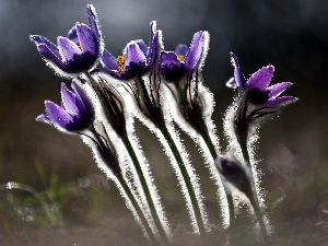 Close, pasque, purple, Flowers