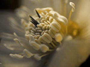 rods, Close, anemone