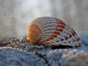 Close, shell