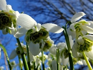 Sky, Close, snowdrops