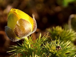 Close, bud, Yellow, anemone