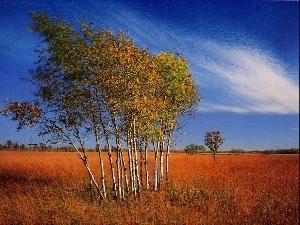 clouds, Field, Autumn, birch
