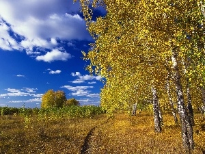 clouds, Path, autumn, birch