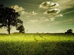 cereals, clouds, trees