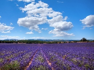 Field, clouds, lavender