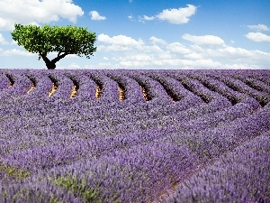 clouds, trees, Field, lavender