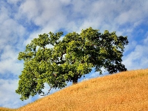 Field, clouds, trees