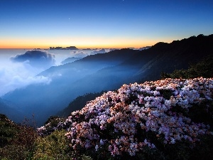 clouds, Mountains, flower, Bush