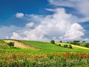 clouds, medows, field, Austria, Flowers, summer