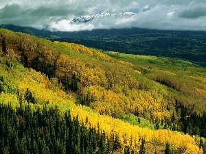 forest, clouds, landscape