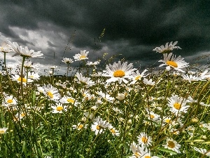 grass, clouds, chamomile