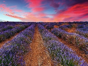 lavender, clouds, Field