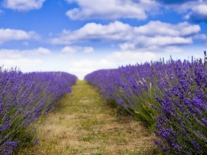 clouds, Sky, lavender, Field