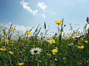 Meadow, clouds, Flowered