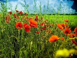 clouds, grass, Meadow, papavers