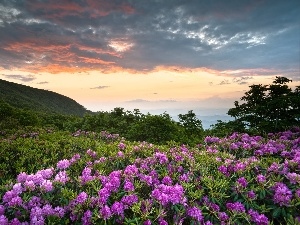 rhododendron, clouds, Meadow, Mountains