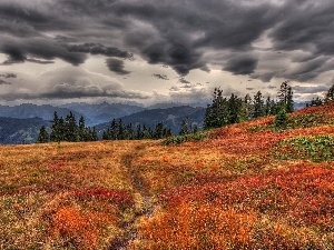 clouds, Mountains, Meadow, forest