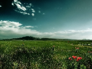 clouds, papavers, Meadow, grass