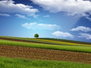 clouds, trees, medows, field