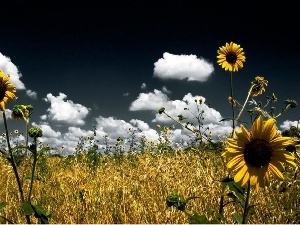 clouds, Meadow, Flowers, Nice sunflowers