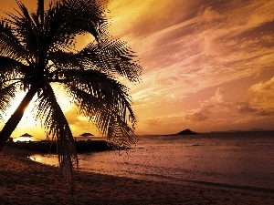 clouds, Beaches, Palm, water