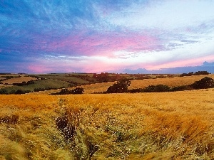 clouds, medows, field, panorama, corn