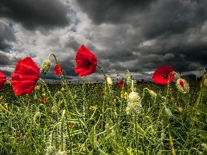 papavers, clouds, Red