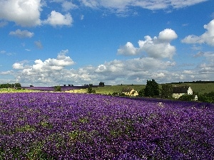 clouds, Farms, Field, summer, lavender
