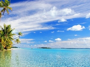 clouds, Palms, summer, water