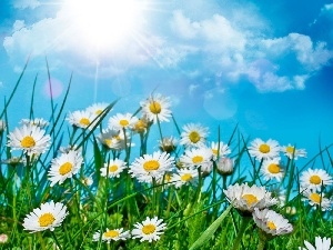 clouds, grass, Meadow, sun, daisies