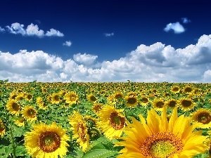 clouds, Sky, Nice sunflowers, Field