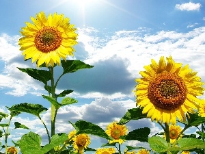 clouds, White, Nice sunflowers, Sky