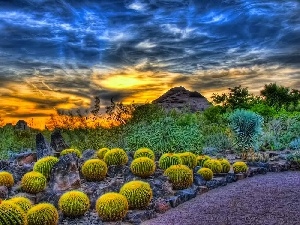 clouds, Great Sunsets, Cactus