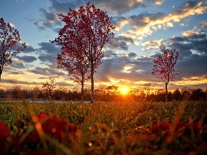 clouds, viewes, Meadow, Great Sunsets, trees