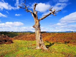 trees, clouds, dry