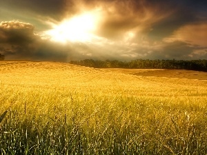 wheat, clouds, Field