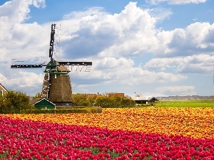 clouds, tulips, Windmill, Field