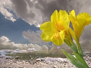 clouds, sea, Yellow, iris