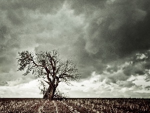 cloudy, harvest, trees, Field, Sky, Po