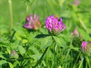 Flowers, clover, lilac