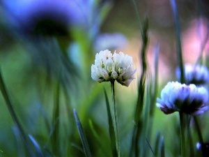 clover, Flowers