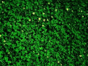 clover, Green