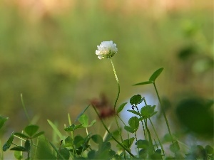 clover