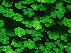 Clovers