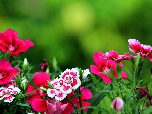 cloves, Garden