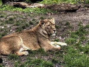 grass, Clumps, laying, Lod on the beach, Lioness