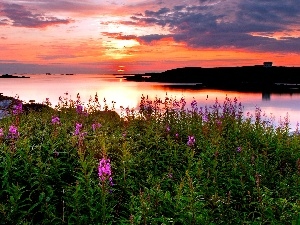 Coast, sun, lake, Flowers, west